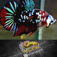 Ikan Cupang Top Grade Ori Thailand Red Black Koi Rintik Galaxy Gold