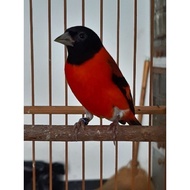 BARANG TERLARIS !!! Burung Red Siskin Klasik Gacoran Jantan [PACKING
