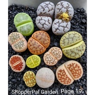 SG seller Assorted colourful lithops plants living stones not succulents succulent plant