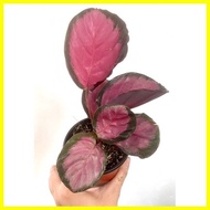 ¤ ◐ ✧ Calathea Crimson Plant 4-5 Leaves MEDIUM BUY 2 TAKE 1