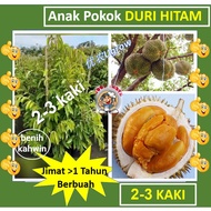 Anak Pokok Durian Duri Hitam D200 黑刺 榴莲树苗 Sapling Durian Black Torn（2-3kaki）