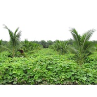 Benih Kacang Tutup Bumi/ Penutup Bumi/Covercrop seed/ Benih Rumput Kebun/ Calopogonium Mucunoides CM