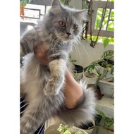 Kucing Persia Kitten Anak Kucing Lucu Cantik #Gratisongkir #Sale