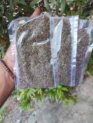 PROMO Kemasan Hemat 100 Gram Biji Benih Sengon Laut/Albasia Siap Tanam Biji Benih Kayu Sengon Biji S