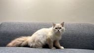 Kucing ragdoll himalaya longhair platnose