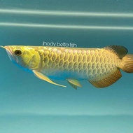 arwana golden head 24k crossback malaysia Grade A