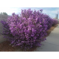 Texas Sage Anak Pokok