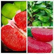 Pokok Limau Bali Isi Merah Pokok Hybrid kawin Baji