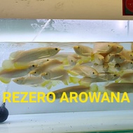 ARWANA GOLDEN RED/ARWANA GOLDEN HB/ GOLDEN HB TERLARIS