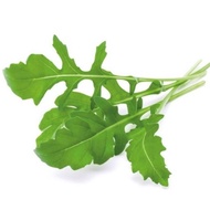 Biji Benih Arugula Rocket Salad Seeds 100pcs Salad Daun Roket Vegetable Seed Vege Sayur Sayuran