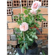 Cây giống Hồng ngoại Abraham Darby Rose - dòng hoa hồng leo cho hoa thơm nồng nàn