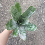 [ Ready Stock ] Bromeliad Aechmea Fasciata - Individual Plant