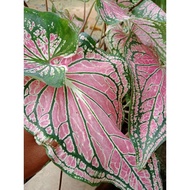 Anak Pokok Keladi Thai Beauty Caladium