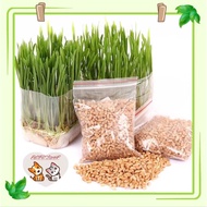 Cat Vitamin Minerals and Fibers Wheat Grass - Biji Benih Rumput Kucing (Improve Mental Stability &amp; Immunes System Remove Hair Ball))