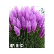 BIJI BIBIT BENIH PAMPAS GRASS UNGU