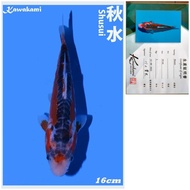 Koi Import Shusui farm Kawakami Ikan Koi Impor Murah Serti