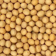 (CANADA QUALITY) KACANG SOYA / SOY BEAN 500G