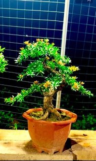 紅寶石 羅漢松（精美盆景、新芽呈紅色、高65厘米、树粗8厘米）