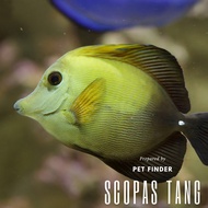 Ikan Hias Laut Scopas Tang