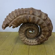 Heteromorph ammonite fossil free base