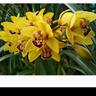anggrek cymbidium ensifolium kuning /anggrek tanah