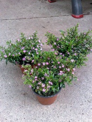 Cod Paket 3 Pohon Tanaman Hias Taiwan Beauty Hyssopifolia Cuphea Outdoor Tanaman Seribu Bintang Bung