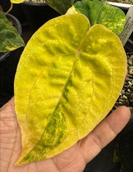 Bibit Bonggol Anthurium Variegata H042 / Kuping Gajah Hybrid Import