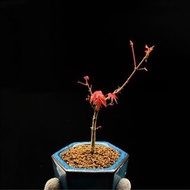SG3260-迷你日本出猩猩紅楓/四季紅葉🔥精品植物小盆栽禮物🔥