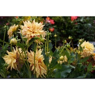DAHLIA DINNERPLATE TUBER ID HY PIMENTO