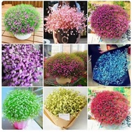 [50biji] Biji Benih Gypsophila | Flower Seed - Gypsophila | 花种子 - 满天星 Baby Breath Flower Seeds