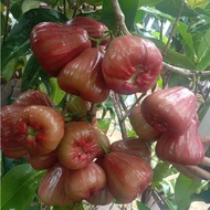 BAJA POKOK BUAH JAMBU AIR (SUKATAN BAJA BUAH BESAR DAN MANIS)
