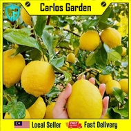 Anak Pokok Lemon Australia Pokok Hybrid Cepat Berbuah Pokok Stabil
