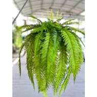home  lifeFinished Embroidered Feather Fern With Hanging Wire Lifelike Model Rubber Work 8D5L