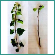 ❤ ✍ Bougainvillea stem cuttings Flower