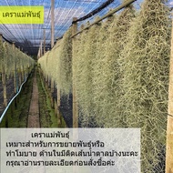 เคราฤาษี หนวดฤาษี มอสสเปน (Spanish Moss) น้ำหนักครึ่งกิโล ไม้ฟอกอากาศกรองฝุ่น pm 2.5 เคราแบบชั่งกิโล เคราสำหรับทำโมบายหรือขยายพันธุ์