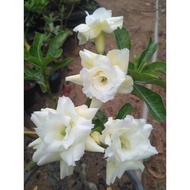 TOP ADENIUM MURAH WARNA PUTIH KEKUNINGAN(POS PASU)