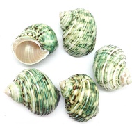 SHELL GREEN FOR HERMIT CRAB/ NATURAL GREEN HOUSE