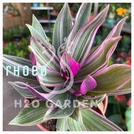 H2O - Rhoeo 紫兰 Live Plant