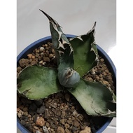 Agave Titanota Blue 蓝鲸严龙 仁王冠 │ Rare Succulent  龙舌兰 live plant