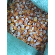 5kg corn kernels for chickens, ducks, fish, and pigeons