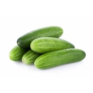 Biji Benih Timun / Cucumber Seeds
