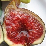 1 ต้น มะเดื่อฝรั่ง ต้นพร้อมให้ลูก ลำต้นสูง 30 ซม Figs Tree สายพันธุ์ Black Madeira