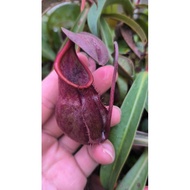 nepenthes suratensis