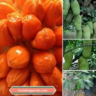 ANAK POKOK CEMPEDAK MEGA ISI MERAH HYBRID THAILAND Buah Buahan Fruits Live Plant