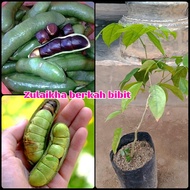 benih bibit tanaman jolang jaling