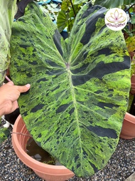 ซื้อ 1 แถม 1 โคโลคาเซีย โมจิโต้ Colocasia 'Mojito'