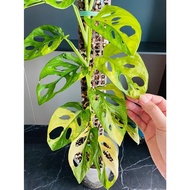 (HOT) Betel leaf with yellow var leaves | Monstera Adansonii Variagated Aurea | Betel leaf with var 