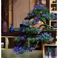 BlueBell/ Bonsai 凌珊苗