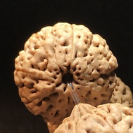 Bodhi Petal Donkey Kong Wenwan Men's Seven Sons Authentic Rosary Wind Chime Bracelet Bakugan Bracele