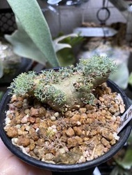白皮月界